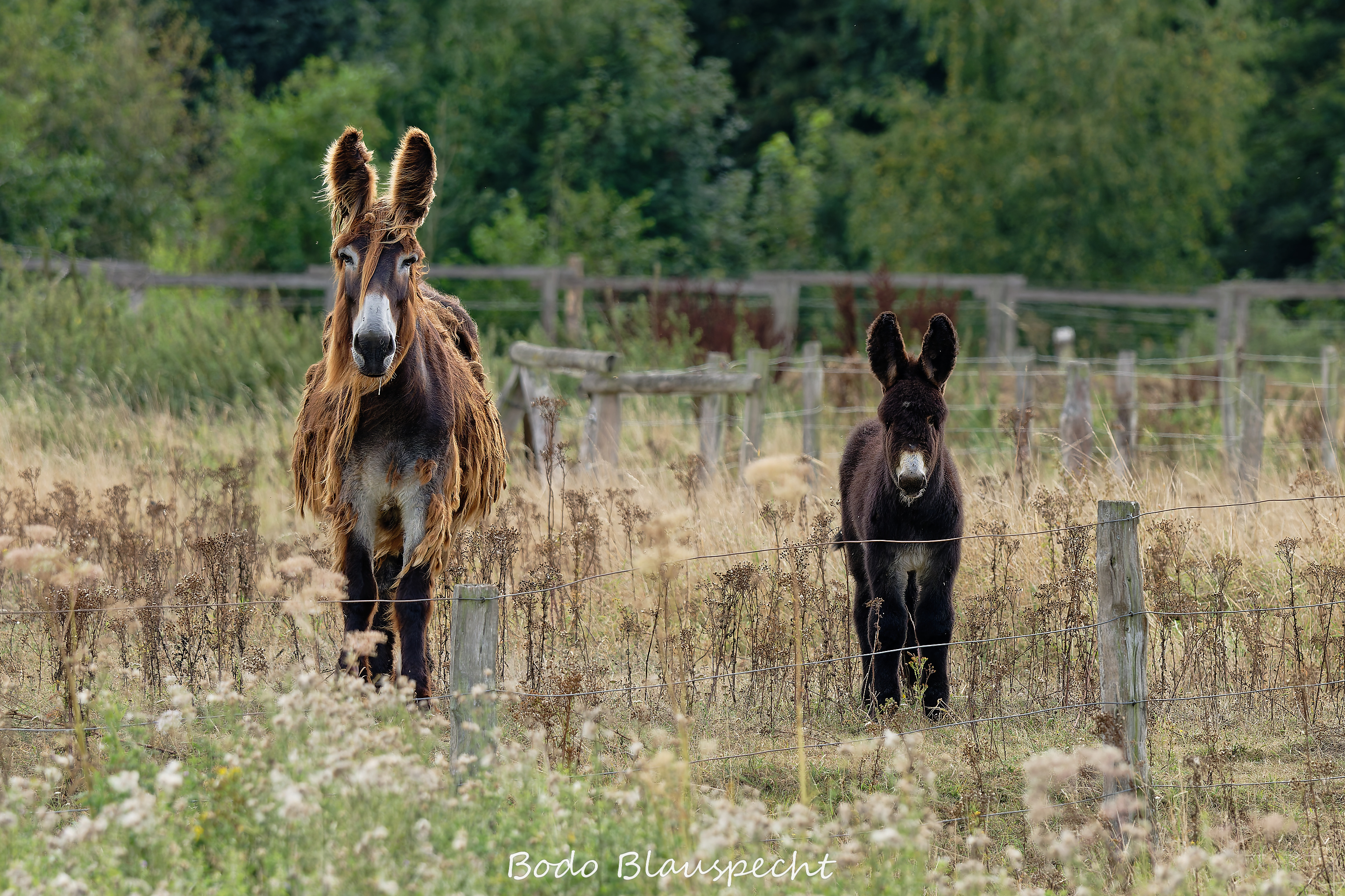 08.23 16.22 37   Poitou Esel   Steveraue WEB